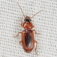 Stenolophus dissimilis