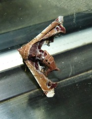 Eutelia pulcherrimus