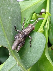 Acrididae