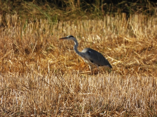 Grey Heron