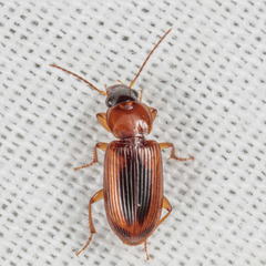 Stenolophus dissimilis