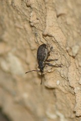 Peritelus sphaeroides