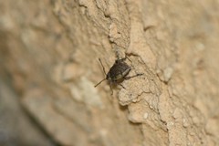 Peritelus sphaeroides