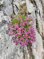 Silene dinarica, photograph (c) xulescu_g, some rights reserved (CC BY-SA)