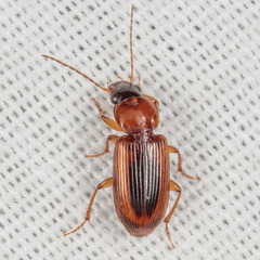 Stenolophus dissimilis