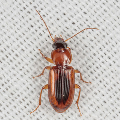 Stenolophus dissimilis
