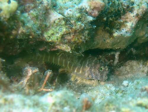 Salarias segmentatus observed 2026-07-19