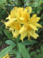 Rhododendron molle