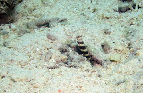 Amblyeleotris wheeleri observed 2026-07-19