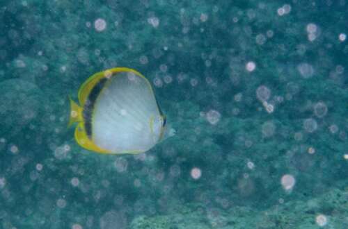 Chaetodon selene observed 2026-07-19