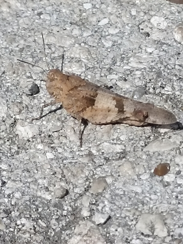 Blue-winged Grasshopper