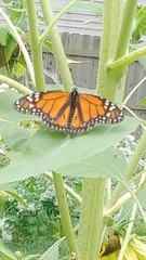 Danaus plexippus