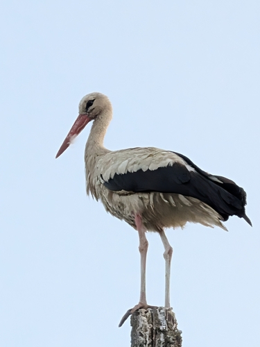 White Stork