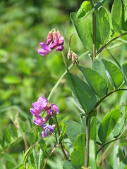 Lathyrus nevadensis