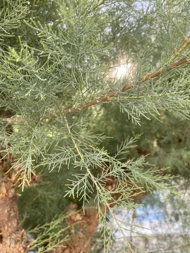 Five-stamen Tamarisk