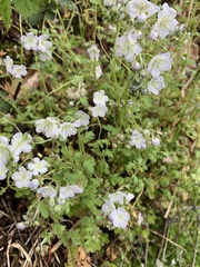 Phacelia dubia
