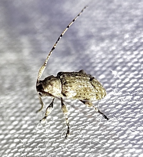Sternidius mimeticus