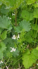 Galium saxatile