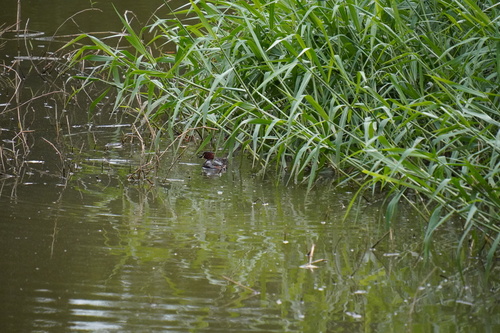 iNaturalist: (c) Adithya Shastry, some rights reserved (CC BY-NC), uploaded by Adithya Shastry iNaturalist image