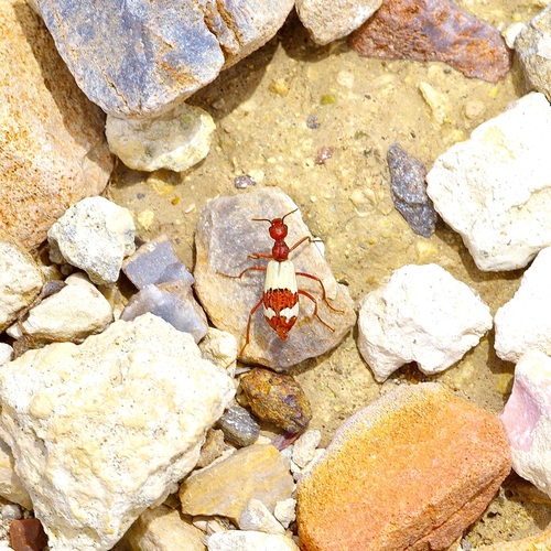 Pleuropasta reticulata