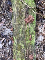 Gyromitra perlata