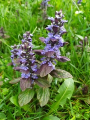 Ajuga reptans