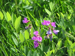 Lathyrus nevadensis