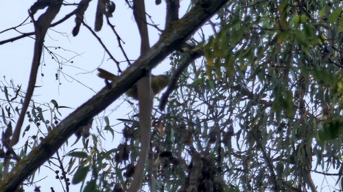 Bullock's Oriole