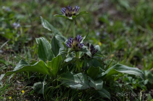Gentiana crassicaulis