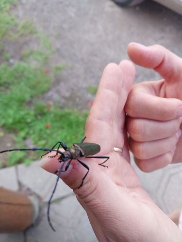 Musk beetle