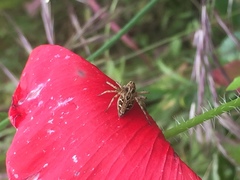 Oxyopes heterophthalmus