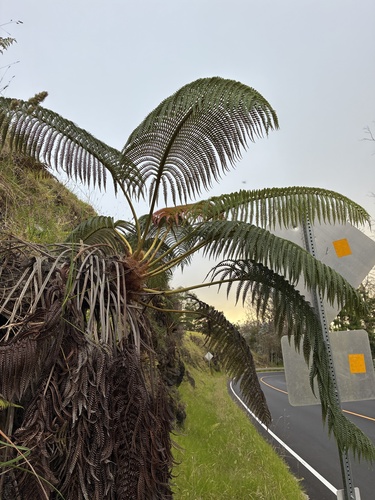 Sadleria cyatheoides observed 2026-07-25