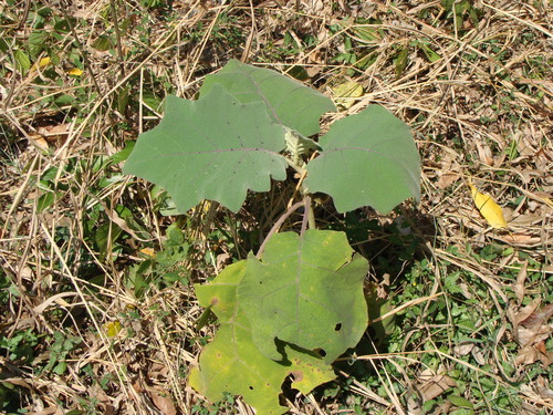 Solanum candidum, photograph 3