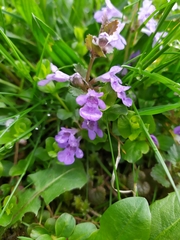 Glechoma hederacea
