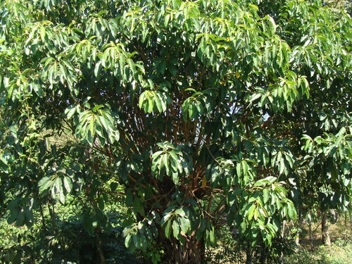 Ficus citrifolia, photograph 6