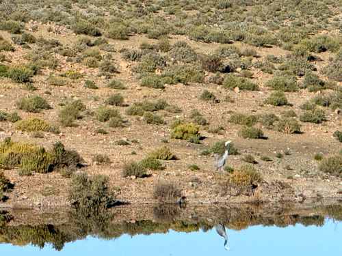 iNaturalist: (c) Mark Brown, some rights reserved (CC BY-NC), uploaded by Mark Brown iNaturalist image