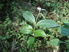 Couepia polyandra