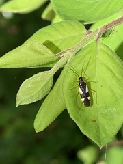 Dryophilocoris flavoquadrimaculatus