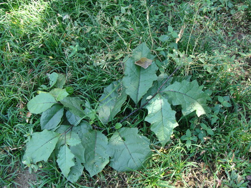 Solanum volubile, photograph 2