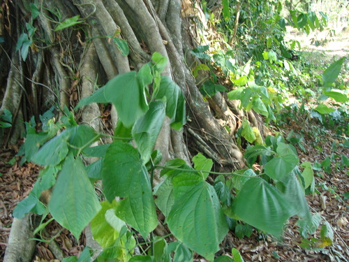 Piper marginatum, photograph 4