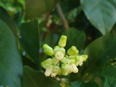 Guarea glabra