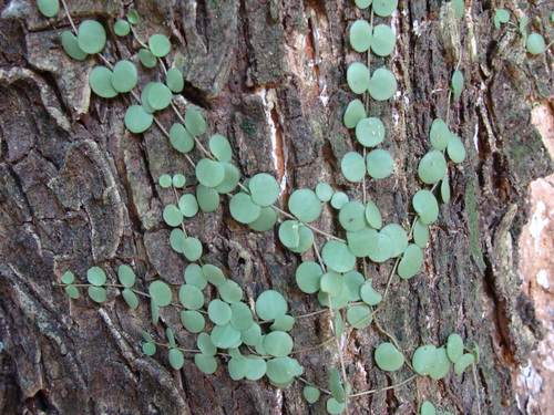 Peperomia cyclophylla