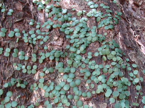 Peperomia cyclophylla, photograph 2