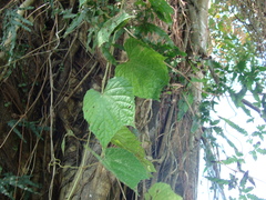 Vitis tiliifolia