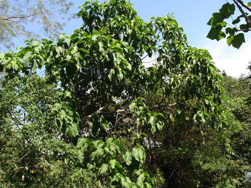 Triplaris melaenodendron, photograph 6