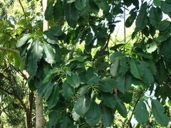 Sideroxylon capiri