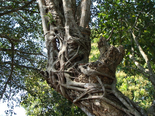 Ficus costaricana