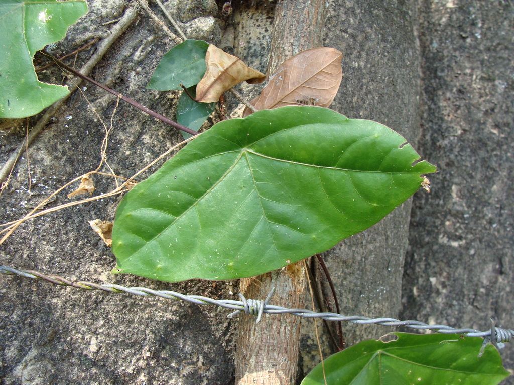 Passiflora sexocellata; photograph (c) Alexis López Hernández, some rights reserved (CC BY)