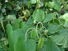 Piper marginatum