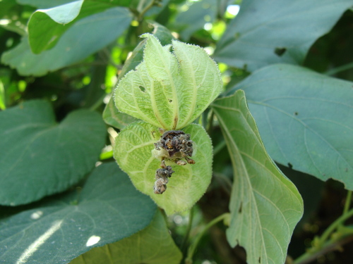 Dalechampia scandens, photograph 1